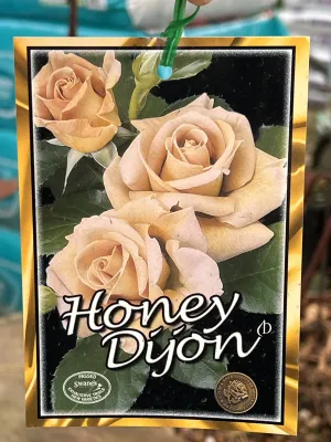 Rose - Hybrid Tea 'Honey Dijon'