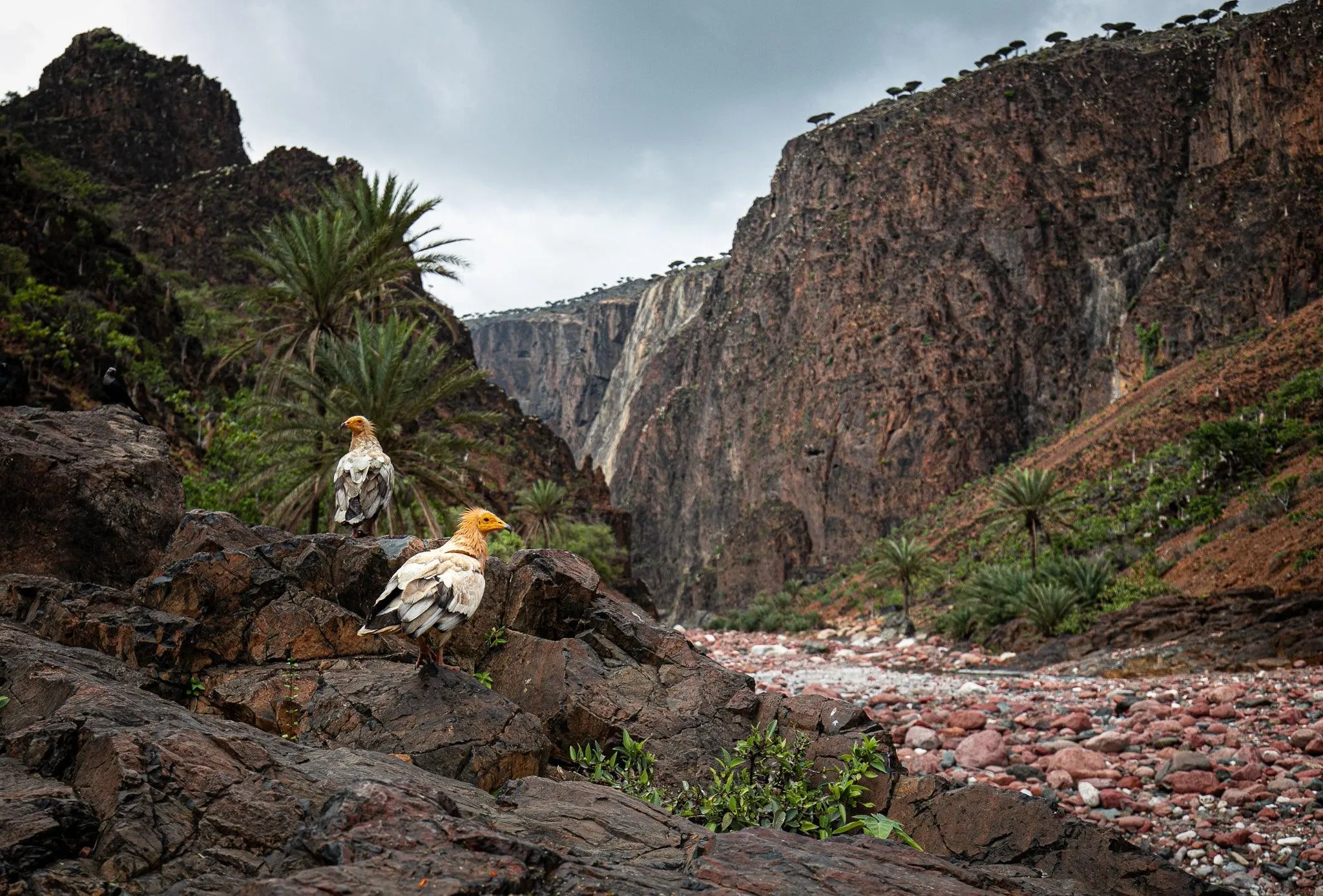 Socotra : Hiking & Boating